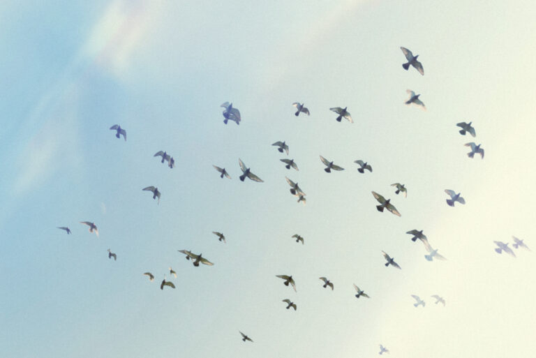 Cleverness Separates but Wisdom Unites - Katherine Hosie - Powerhouse Coaching